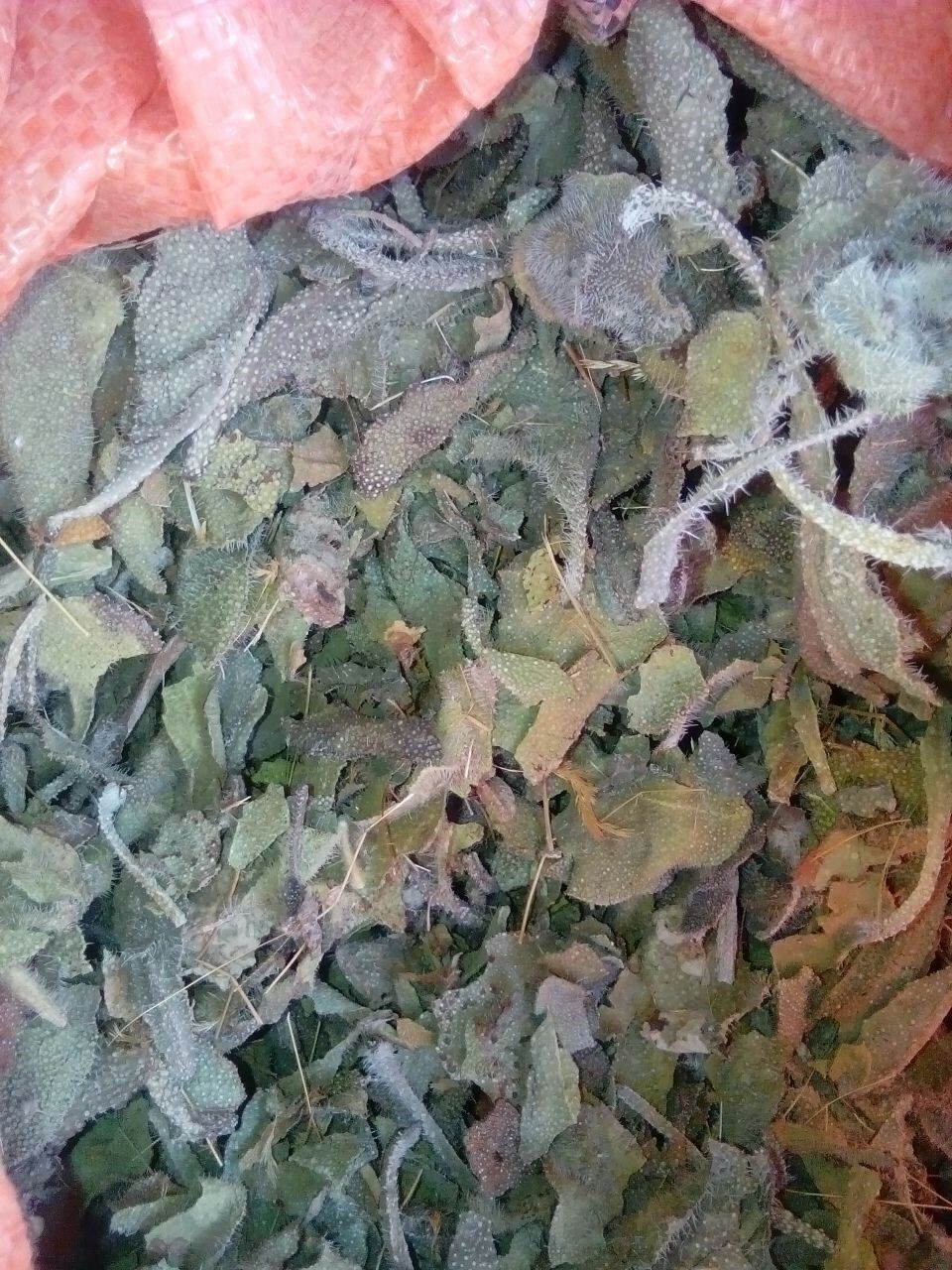 قیمت فروش عمده علف گاوزبان (براگو) در سال 1401