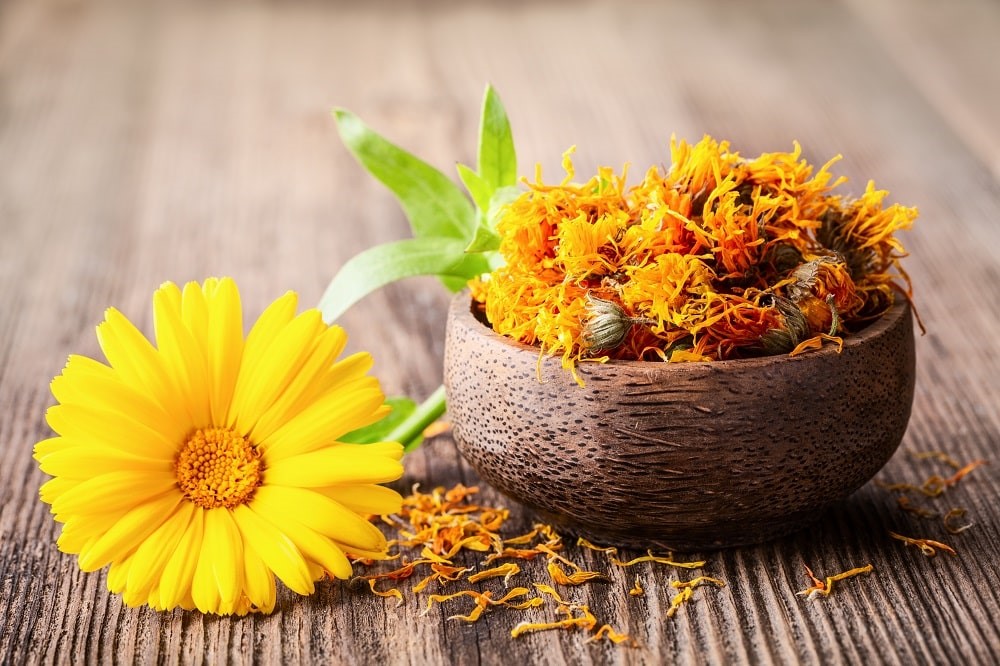 قیمت فروش عمده گل همیشه بهار در سال 1401